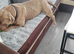 American Bully Pocket