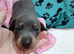 Stunning miniature dachshund