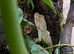 Chahoua Gecko male