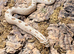 Western Hognose for sale