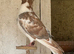 Young Roller Pigeons