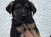 Ready now stunning Kc registered pups