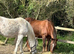 Lovely chestnut mare
