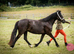 Stunning Section C Mare