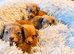 Pomeranian cross Chihuahua puppies