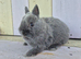 STUNNING NETHERLAND DWARF BABIES