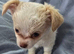 Chihuahua boy puppies