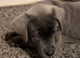 8 stunning Cane Corso looking for forever home
