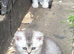 Pure Scottish fold & Scottish straight