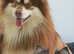Reggie the pomsky Stud dog