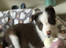 At a great new price £500 I have 4 red and white puppies left available from a stunning mixed litter of border collies.