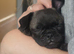 Pug female
