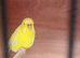 Yellow budgie