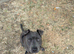 Lovely staffy