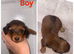 7 miniature dachshund