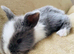 Adorable Lionhead / Lop  Baby Bunnies 4 Available