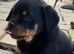Puppie Rottweiler