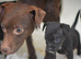 5 star licensed registered breeder, Jack Russell, parsons Russell, patterdale