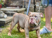 English bulldog puppies