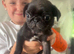 3 beautiful pugs
