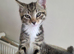BENGAL