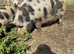 Kune Kune Intact Boar 1 Year old. Beautiful markings and great temperament!