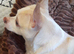 Chihuahua cross terrier