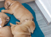 English Bulldog puppys