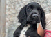Last boy left beautiful cocker spaniel puppy