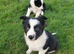 Lovely Border Collie puppies