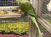 All types of Parrots available