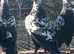 RARE TIGER GRIZZLE RACING PIGEONS