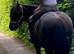 Hermits cob gelding to make 15hh plus