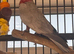 Male Galah Cockatoo 2018