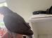 Hand reared Grey Indian ring neck