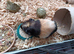 3 female guinea pigs