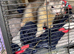 Two Male Ferrets