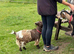 Registered yearling Pygmy nanny