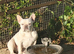MEARL french bulldog
