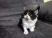¾ Maine coon kittens