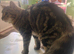 Long haired tabby