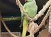 Male ringneck