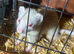 Albino jill