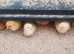 Female chicks / hens / chickens