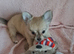 Ready Now Long coat chihuahua males
