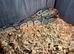 Royal python male 3 years old normal