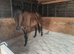15hh 5yo gelding