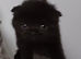 Gorgeous pedigree kittens