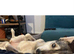 Husky female needing a forever home