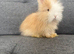 Stunning Angora babies